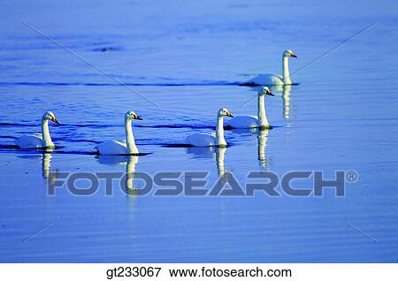 swan, Swan, bird, birds, fowlsfowl, swim, swimming View Large Photo Image Stock Photo - swan, Swan, bird, birds, fowlsfowl, swim, swimming. Fotosearch