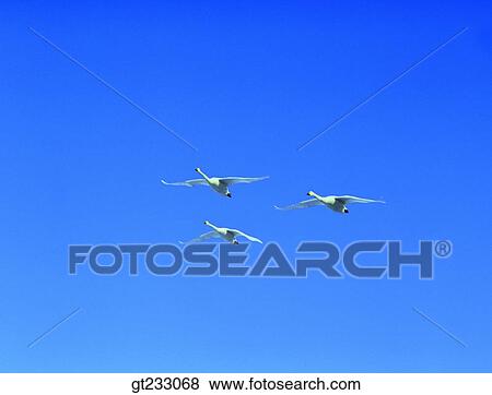 swan, Swan, bird, birds, fowlsfowl, winter, seasonal bird View Large Photo Image Stock Photo - swan, Swan, bird, birds, fowlsfowl, winter, seasonal bird. Fotosearch