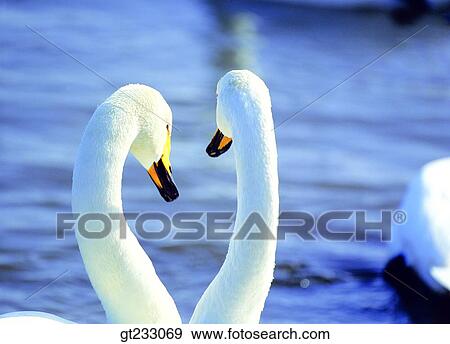 Stock Photo - swan, Swan, bird, birds, fowlsfowl, neck, closeup. Fotosearch