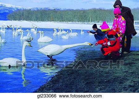 Stock Photograph - swan, Swan, bird, birds, fowlsfowl, park, feed. Fotosearch