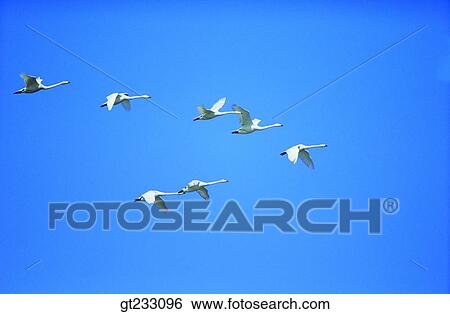 Stock Photograph - swan, Swan, bird, birds, fowlsfowl. Fotosearch