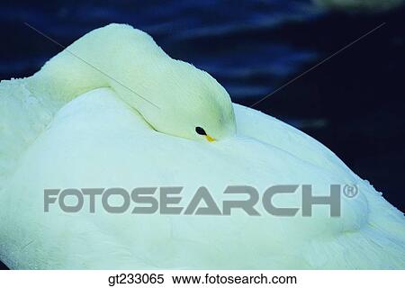 Stock Photography - swan, Swan, bird, birds, fowlsfowl, closeup, close up. Fotosearch