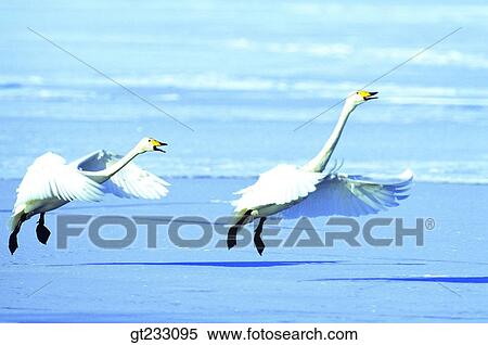 swan, Swan, bird, birds, fowlsfowl View Large Photo Image Stock Photography - swan, Swan, bird, birds, fowlsfowl. Fotosearch