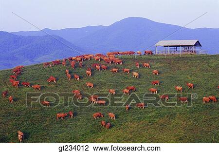 Korea, outdoor, exterior, day, daytime, daylight, many View Large Photo Image Stock Image - Korea, outdoor, exterior, day, daytime, daylight, many. Fotosearch