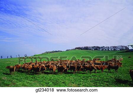 Stock Photo - Korea, outdoor, exterior, day, daytime, daylight, many. Fotosearch