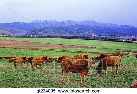 Korea, outdoor, exterior, day, daytime, daylight, many View Large Photo Image Stock Photography - Korea, outdoor, exterior, day, daytime, daylight, many. Fotosearch