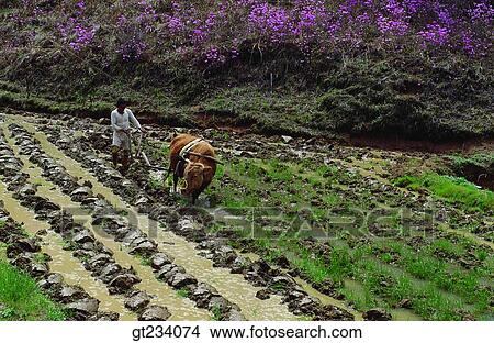Picture - Korea, people, person, outdoor, exterior, day, daytime. Fotosearch