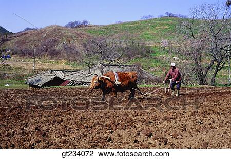 Korea, people, person, outdoor, exterior, day, daytime View Large Photo Image Stock Image - Korea, people, person, outdoor, exterior, day, daytime. Fotosearch