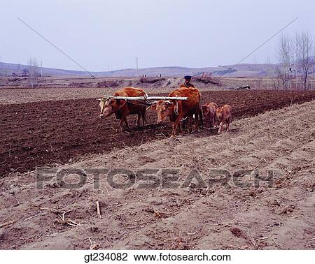 Korea, people, person, outdoor, exterior, day, daytime View Large Photo Image Stock Image - Korea, people, person, outdoor, exterior, day, daytime. Fotosearch