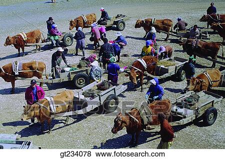 Korea, people, person, outdoor, exterior, day, daytime View Large Photo Image Stock Photo - Korea, people, person, outdoor, exterior, day, daytime. Fotosearch