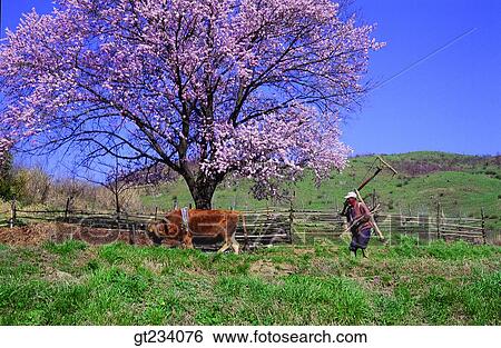 Korea, people, person, outdoor, exterior, day, daytime View Large Photo Image Stock Photograph - Korea, people, person, outdoor, exterior, day, daytime. Fotosearch