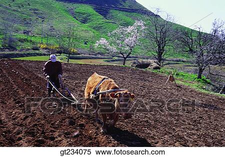 Korea, people, person, outdoor, exterior, day, daytime View Large Photo Image Stock Photography - Korea, people, person, outdoor, exterior, day, daytime. Fotosearch