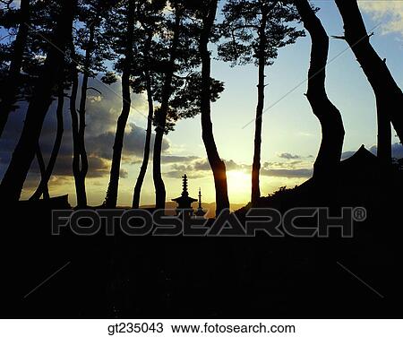 Stock Image - Bulguksa, pine, pine tree, Sukgatap, Sukga towerpagoda, Dabo tower, Dabotap. Fotosearch