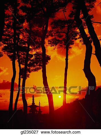 Bulguksa, race, run, pine, pine tree, sunset, sundown View Large Photo Image Stock Photo - Bulguksa, race, run, pine, pine tree, sunset, sundown. Fotosearch