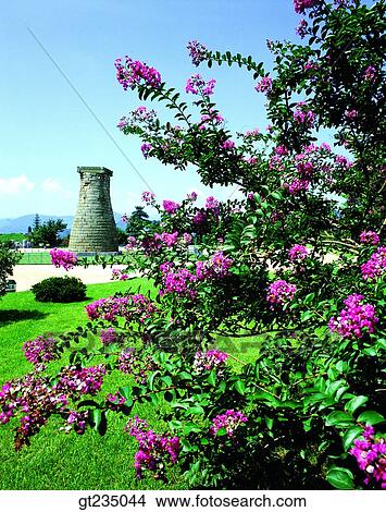 Chumsungdae, summer, crape myrtle, garden zinnia, race, run, outdoor View Large Photo Image Picture - Chumsungdae, summer, crape myrtle, garden zinnia, race, run, outdoor. Fotosearch