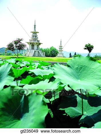 Sukgatap, Sukga towerpagoda, Dabo tower, Dabotap, pagoda, lake, lotus leaves View Large Photo Image Stock Photo - Sukgatap, Sukga towerpagoda, Dabo tower, Dabotap, pagoda, lake, lotus leaves. Fotosearch