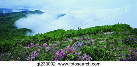 Stock Image - Korea, outdoor, daytime, daylight, daymountain, trees, woods. Fotosearch