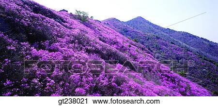 Stock Image - Korea, outdoor, daytime, daylight, daylandscape, scene, scenery. Fotosearch