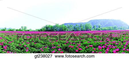 Stock Photo - Korea, outdoor, daytime, daylight, daylandscape, scene, scenery. Fotosearch