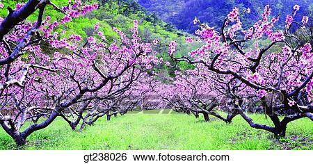 Stock Photograph - Korea, outdoor, daytime, daylight, daylandscape, scene, scenery. Fotosearch