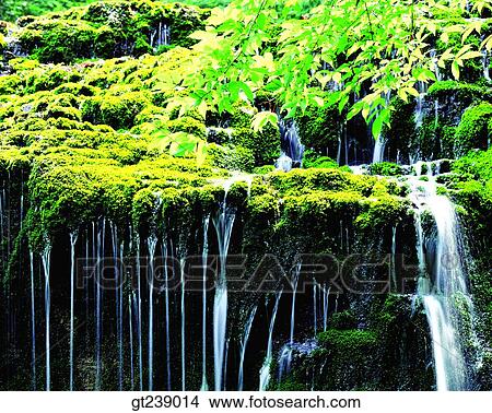 Korea, exterior, day, daytime, daylight, Bangtae mountain, moss View Large Photo Image Picture - Korea, exterior, day, daytime, daylight, Bangtae mountain, moss. Fotosearch