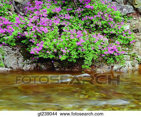 Picture - Korea, exterior, day, daytime, daylight, Chiri mountain, Chiri. Fotosearch