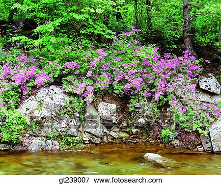 Stock Photo - Korea, exterior, day, daytime, daylight, Chiri mountain, Chiri. Fotosearch