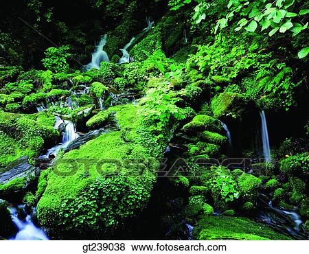 Stock Photo - Korea, exterior, day, daytime, daylight, Kangwondo, moss. Fotosearch
