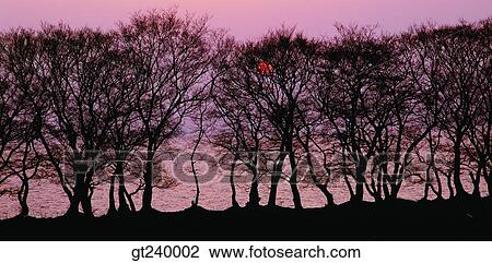 outdoor, night, sundown, landscape, scene, scenery, tree View Large Photo Image Stock Image - outdoor, night, sundown, landscape, scene, scenery, tree. Fotosearch