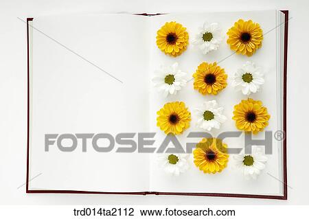 Stock Image - book, frame, chrysanthemum, flower, plant, indoor, background. Fotosearch