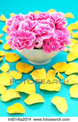 carnation, flower vase, decoration, petal, flower, plant, indoor View Large Photo Image Picture - carnation, flower vase, decoration, petal, flower, plant, indoor. Fotosearch