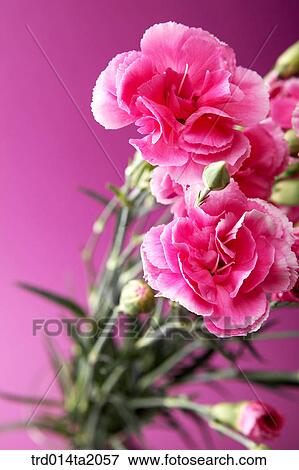 carnation, flower vase, decoration, flower, plant, indoor, blossom View Large Photo Image Stock Photo - carnation, flower vase, decoration, flower, plant, indoor, blossom. Fotosearch