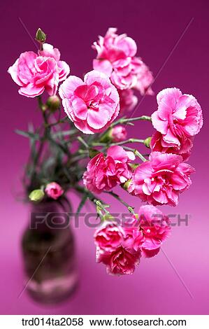 carnation, flower vase, decoration, flower, plant, indoor, blossom View Large Photo Image Stock Photo - carnation, flower vase, decoration, flower, plant, indoor, blossom. Fotosearch