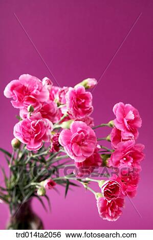 carnation, flower vase, decoration, flower, plant, indoor, blossom View Large Photo Image Stock Photograph - carnation, flower vase, decoration, flower, plant, indoor, blossom. Fotosearch