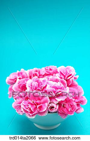 Stock Photograph - carnation, flower vase, decoration, flower, plant, indoor, blossom. Fotosearch
