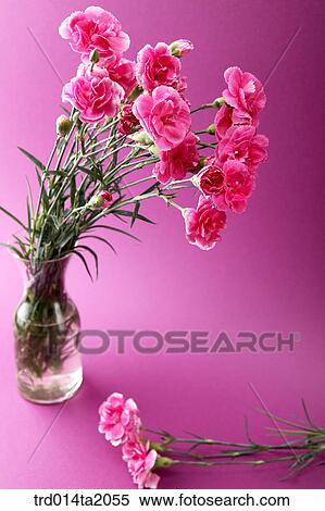 carnation, flower vase, decoration, flower, plant, indoor, blossom View Large Photo Image Stock Photography - carnation, flower vase, decoration, flower, plant, indoor, blossom. Fotosearch