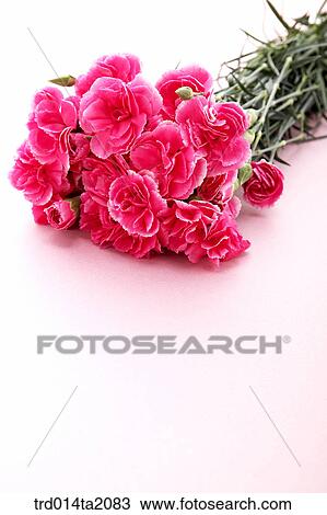 carnation, flowerbunch, flower, plant, indoor, object, blossom View Large Photo Image Stock Image - carnation, flowerbunch, flower, plant, indoor, object, blossom. Fotosearch