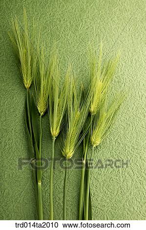 cereals, wheat, barley, bunch, plant View Large Photo Image Stock Image - cereals, wheat, barley, bunch, plant. Fotosearch