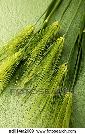 cereals, wheat, barley, bunch, plant View Large Photo Image Stock Photo - cereals, wheat, barley, bunch, plant. Fotosearch