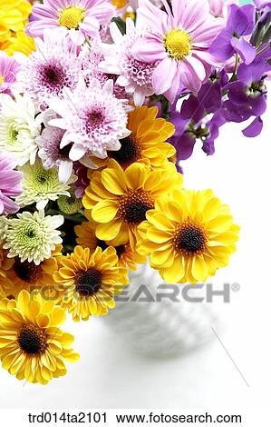 Stock Image - chrysanthemum, decoration, flower vase, flower, plant, indoor, blossom. Fotosearch