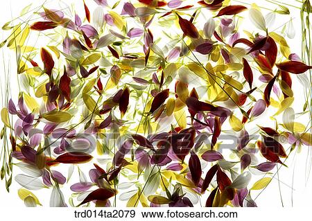 chrysanthemum, decoration, petal, flower, plant, indoor, background View Large Photo Image Stock Photo - chrysanthemum, decoration, petal, flower, plant, indoor, background. Fotosearch