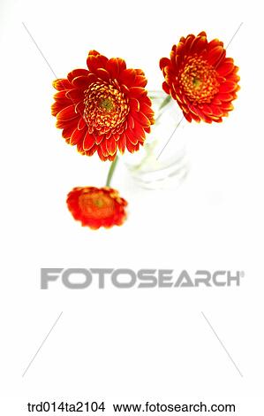 chrysanthemum, flower, plant, indoor, object, blossom View Large Photo Image Picture - chrysanthemum, flower, plant, indoor, object, blossom. Fotosearch