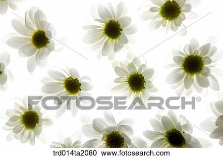 chrysanthemum, flower, plant, indoor, background, blossom View Large Photo Image Stock Image - chrysanthemum, flower, plant, indoor, background, blossom. Fotosearch