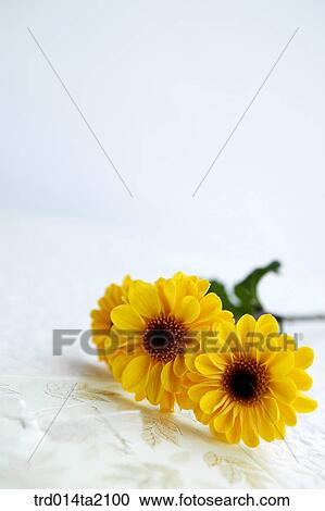 chrysanthemum, flower, plant, indoor, blossom View Large Photo Image Stock Image - chrysanthemum, flower, plant, indoor, blossom. Fotosearch