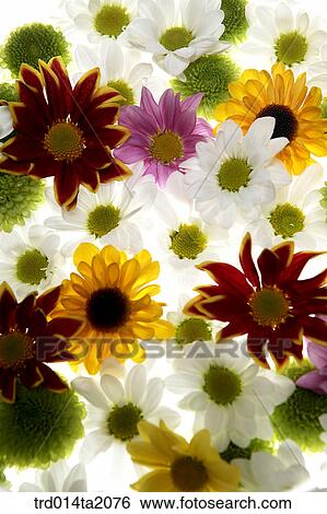 chrysanthemum, flower, plant, indoor, background, blossom View Large Photo Image Stock Photograph - chrysanthemum, flower, plant, indoor, background, blossom. Fotosearch