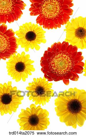 Stock Photography - chrysanthemum, flower, plant, indoor, background, blossom. Fotosearch