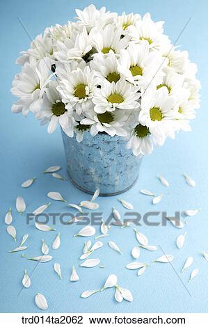 chrysanthemum, flower vase, decoration, petal, flower, plant, indoor View Large Photo Image Stock Image - chrysanthemum, flower vase, decoration, petal, flower, plant, indoor. Fotosearch