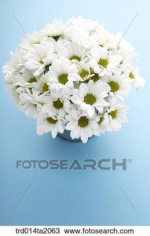 chrysanthemum, flower vase, decoration, flower, plant, indoor, highangle View Large Photo Image Stock Image - chrysanthemum, flower vase, decoration, flower, plant, indoor, highangle. Fotosearch