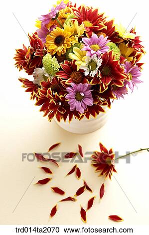 Stock Image - chrysanthemum, flower vase, decoration, petal, flower, plant, indoor. Fotosearch