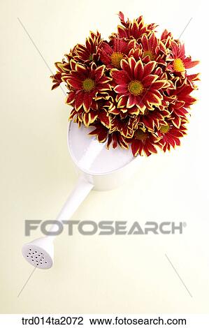 chrysanthemum, flower vase, decoration, flower, plant, indoor, highangle View Large Photo Image Stock Image - chrysanthemum, flower vase, decoration, flower, plant, indoor, highangle. Fotosearch
